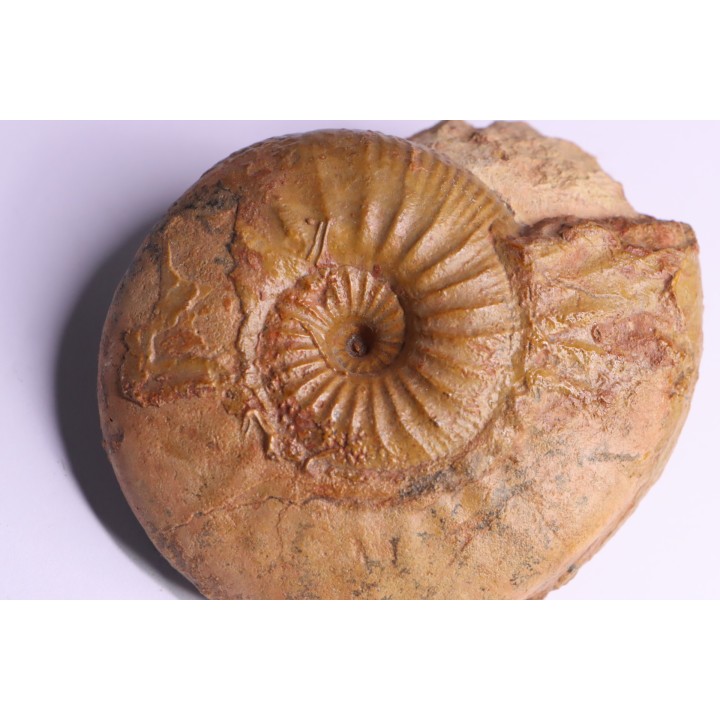 ERYCITES FALLIFAX