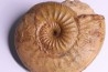 ERYCITES FALLIFAX