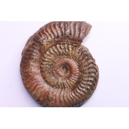 Grammoceras thouarsense - Toarcien - Belmont - FRANCE