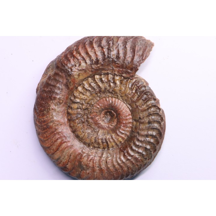 Grammoceras thouarsense - Toarcien - Belmont - FRANCE