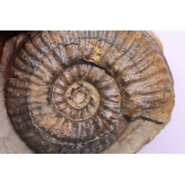 Hammatoceras insigne - Toarcien - region de Charolle, Brionnais - FRANCE