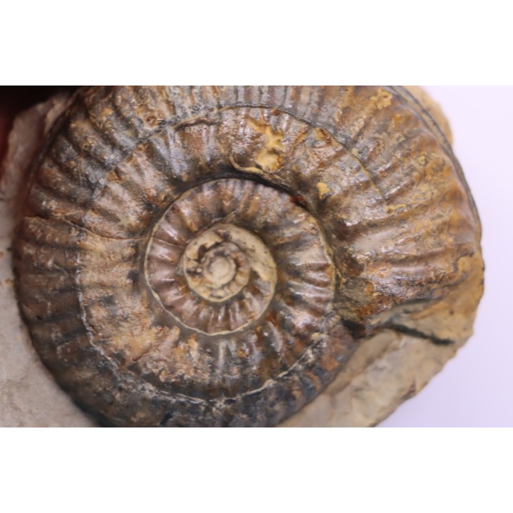 Hammatoceras insigne - Toarcien - region de Charolle, Brionnais - FRANCE