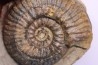 Hammatoceras insigne - Toarcien - region de Charolle, Brionnais - FRANCE