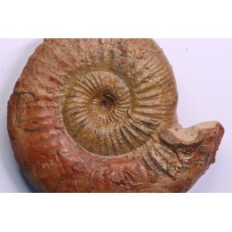 ERYCITES FALLIFAX