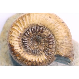 Nodicoeloceras crassoides  - Toarcien - region de Charolle, Brionnais