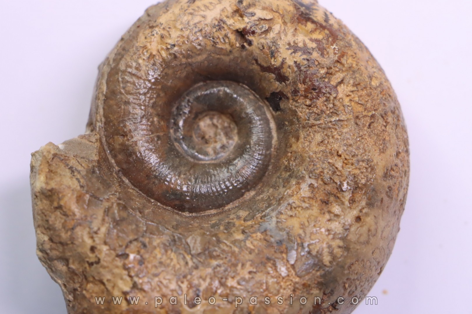 Lytoceras sublineatum - middle toarcian - region de Charolles, Brionnais - FRANCE