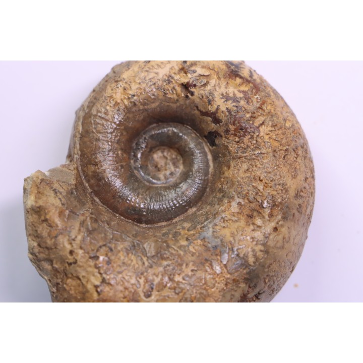 Lytoceras sublineatum   - toarcien moyen -  region de  Charolles, Brionnais - FRANCE
