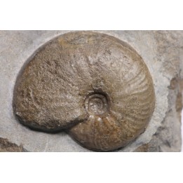 Gleviceras subguilbalianum - Sinémurien supérieur - Pulnoy,  FRANCE