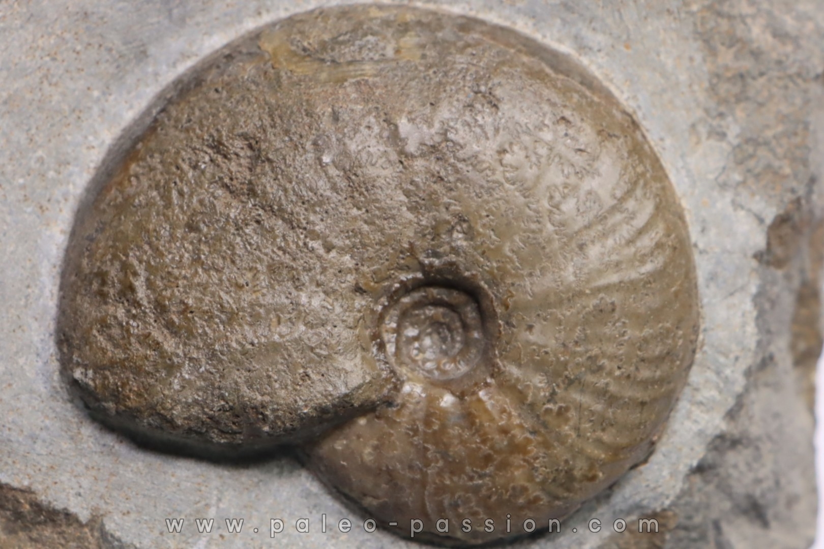 Gleviceras subguilbalianum - upper Sinemurian - Pulnoy, FRANCE