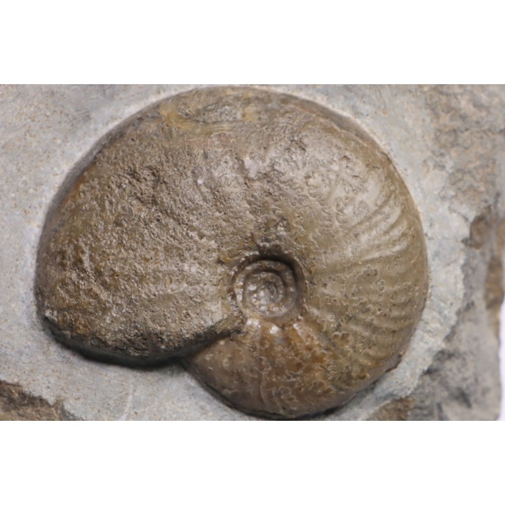 Gleviceras subguilbalianum - Sinémurien supérieur - Pulnoy,  FRANCE