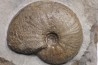 Gleviceras subguilbalianum - upper Sinemurian - Pulnoy, FRANCE