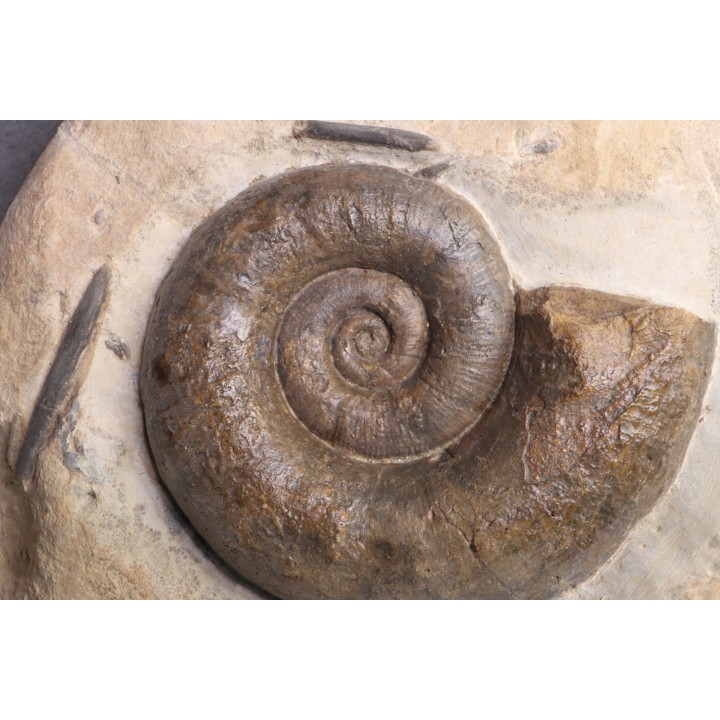 Lytoceras fimbriatum - Carixien - Ennery (57) FRANCE