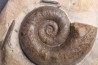 Lytoceras fimbriatum - Carixien - Ennery (57) FRANCE
