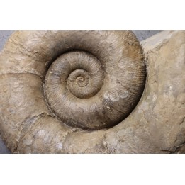 Lytoceras fimbriatum - Carixien - Fresnay le Puceux  - FRANCE