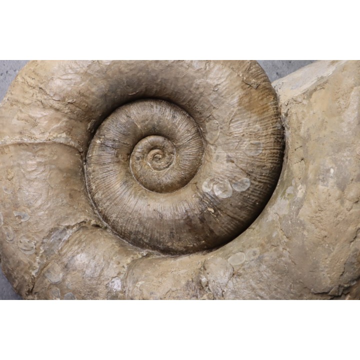 Lytoceras fimbriatum - Carixien - Fresnay le Puceux  - FRANCE