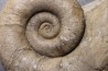 Lytoceras fimbriatum - Carixien - Fresnay le Puceux  - FRANCE