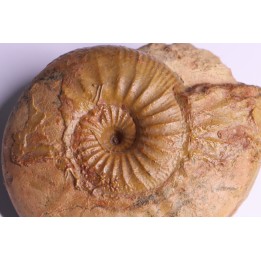 ERYCITES FALLIFAX