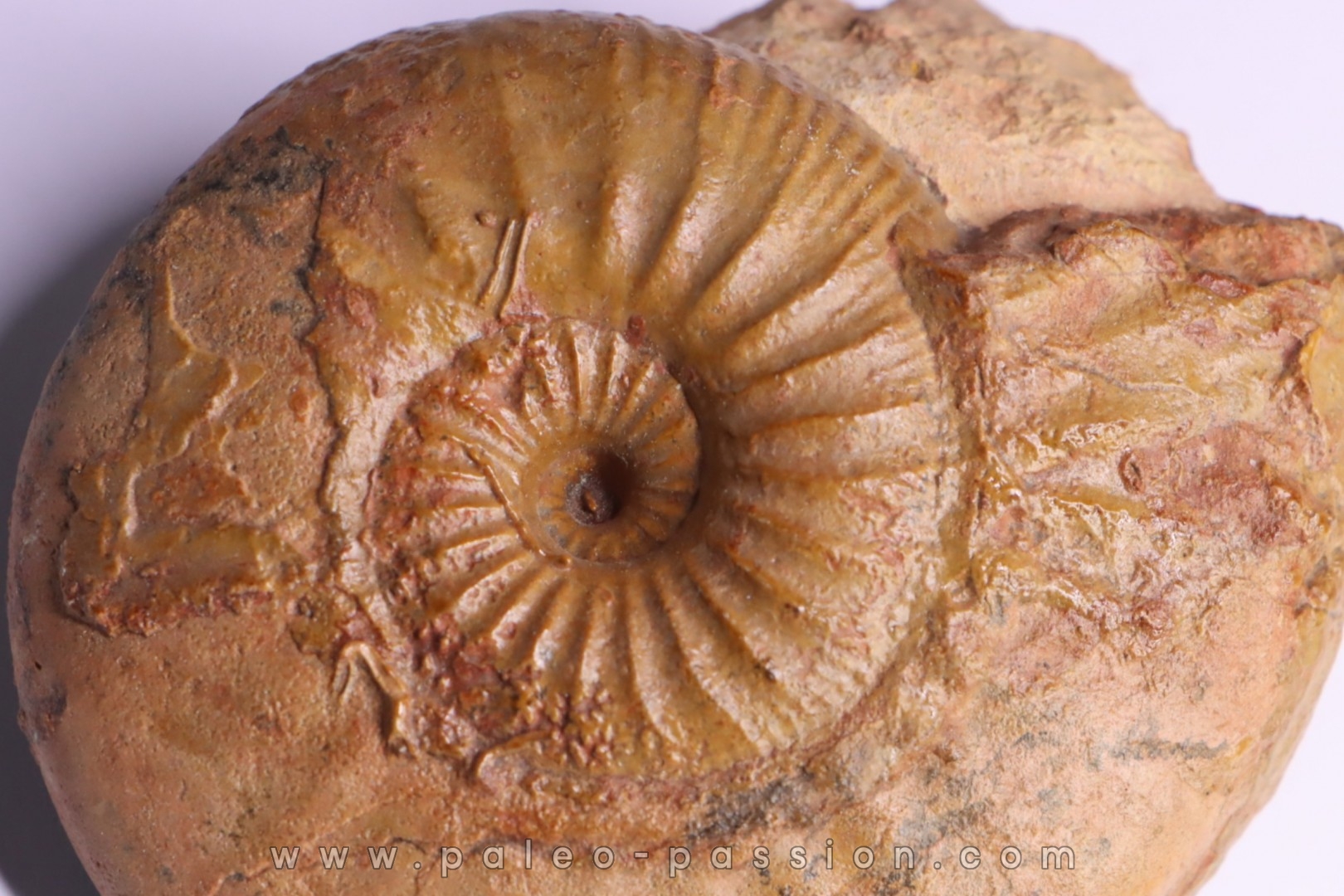 ERYCITES FALLIFAX