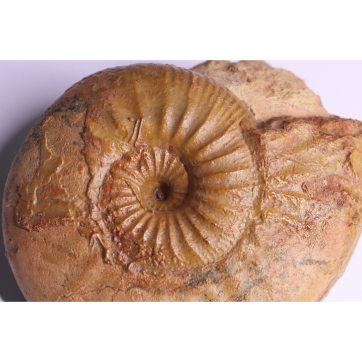 ERYCITES FALLIFAX