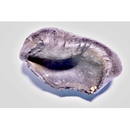 whale earbone  mio-pliocene  Florida - USA
