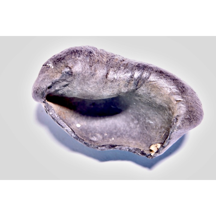 whale earbone  mio-pliocene  Florida - USA