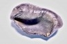 whale earbone  mio-pliocene  Florida - USA