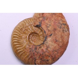 LEIOCERAS COMPTUM - AALENIAN - Carriere Belmont - LYON - FRANCE