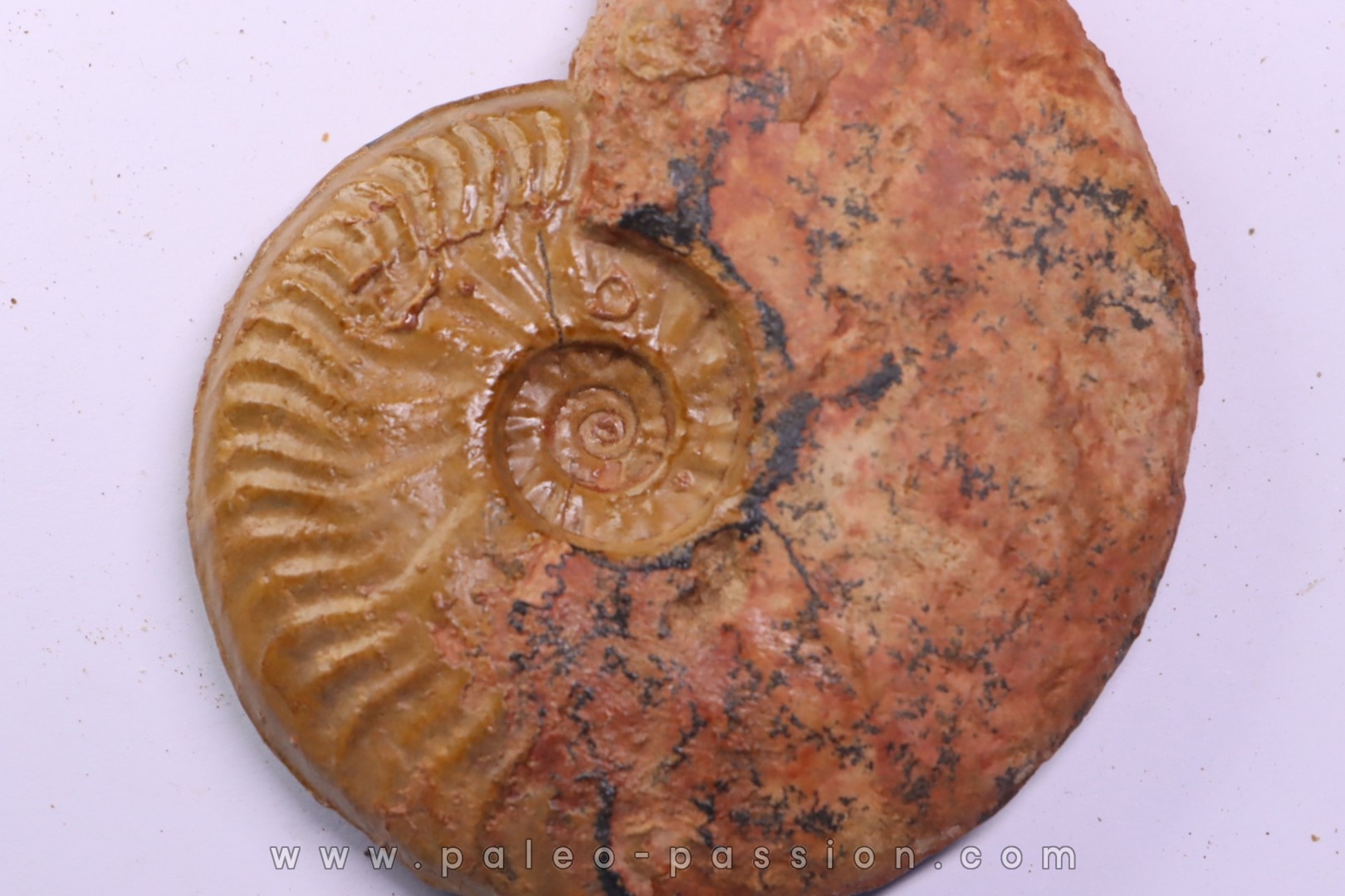 LEIOCERAS COMPTUM - AALENIAN - Carriere Belmont - LYON - FRANCE