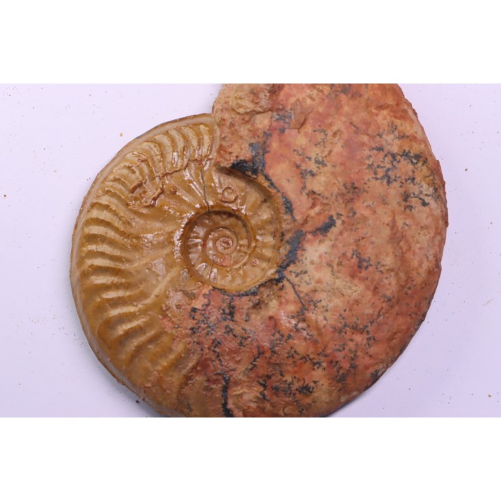 LEIOCERAS COMPTUM - AALENIEN - Carriere Belmont - FRANCE