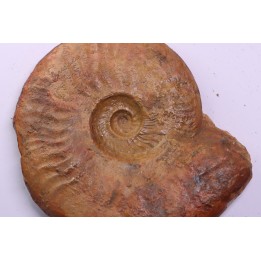 LEIOCERAS EVOLUTUM - AALENIEN - Carriere Belmont - LYON - FRANCE