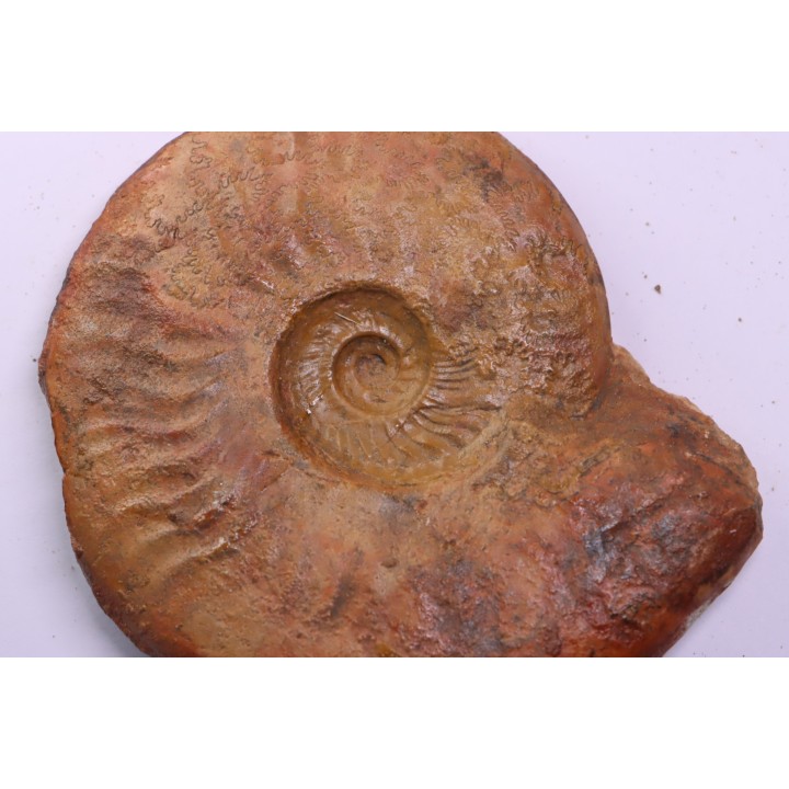 LEIOCERAS EVOLUTUM - AALENIAN - Carriere Belmont - LYON - FRANCE