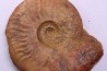 LEIOCERAS EVOLUTUM - AALENIAN - Carriere Belmont - LYON - FRANCE