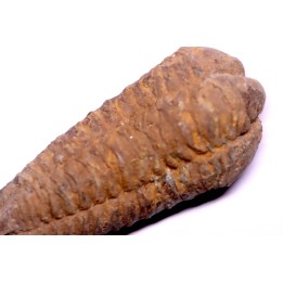 Colpocoryphe Rouaulti - Llandelien -  Britanny, FRANCE