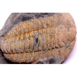 Colpocoryphe Rouaulti - Llandelien -  Britanny, FRANCE