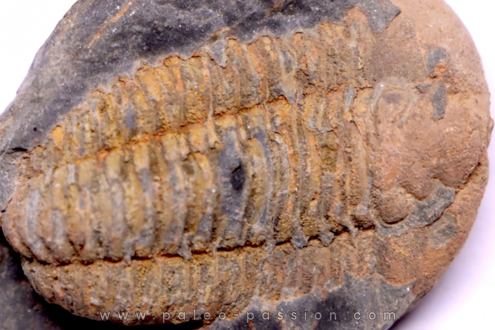 Colpocoryphe Rouaulti - Llandelien - Britanny, FRANCE