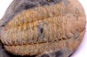 trilobite de Bretagne: Colpocoryphe Rouaulti - Llandelien - Bain (35) FRANCE