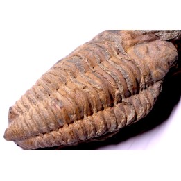 Colpocoryphe Rouaulti - Llandelien -  Britanny, FRANCE