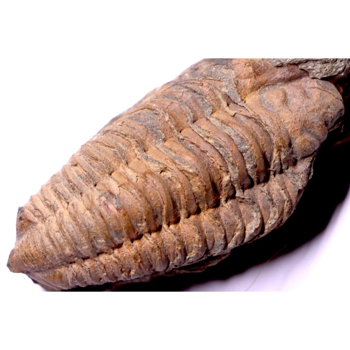 trilobite de Bretagne: Colpocoryphe Rouaulti - Llandelien - Laillé, Guichen (35) - FRANCE