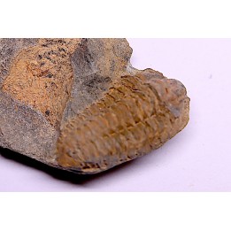 Colpocoryphe Rouaulti - Llandelien -  Britanny, FRANCE