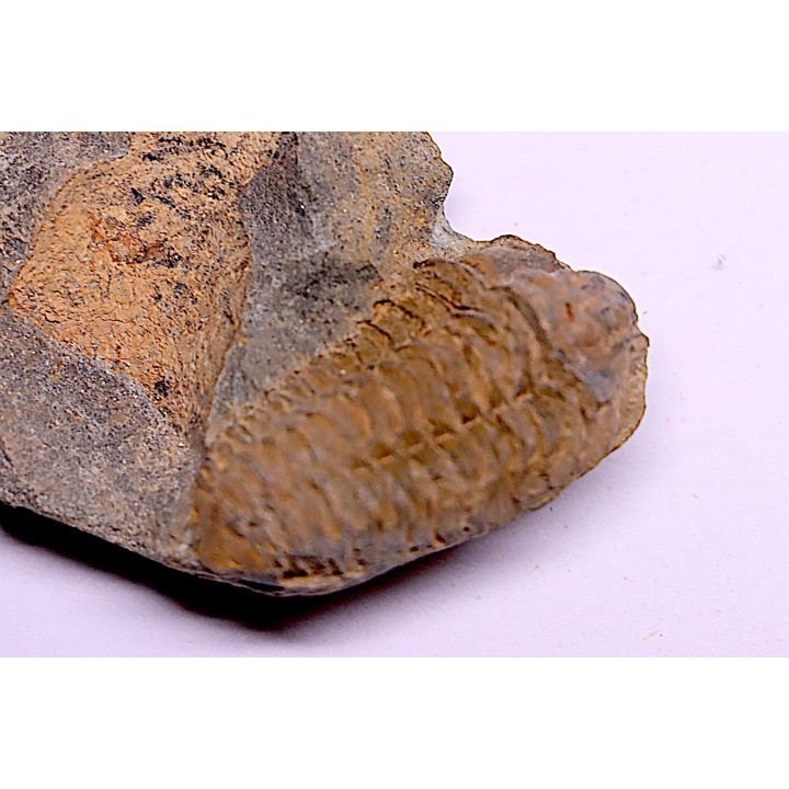 trilobite de Bretagne: Colpocoryphe Rouaulti - Llandelien - Laillé, Guichen (35) - FRANCE