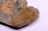 trilobite de Bretagne: Colpocoryphe Rouaulti - Llandelien - Laillé, Guichen (35) - FRANCE
