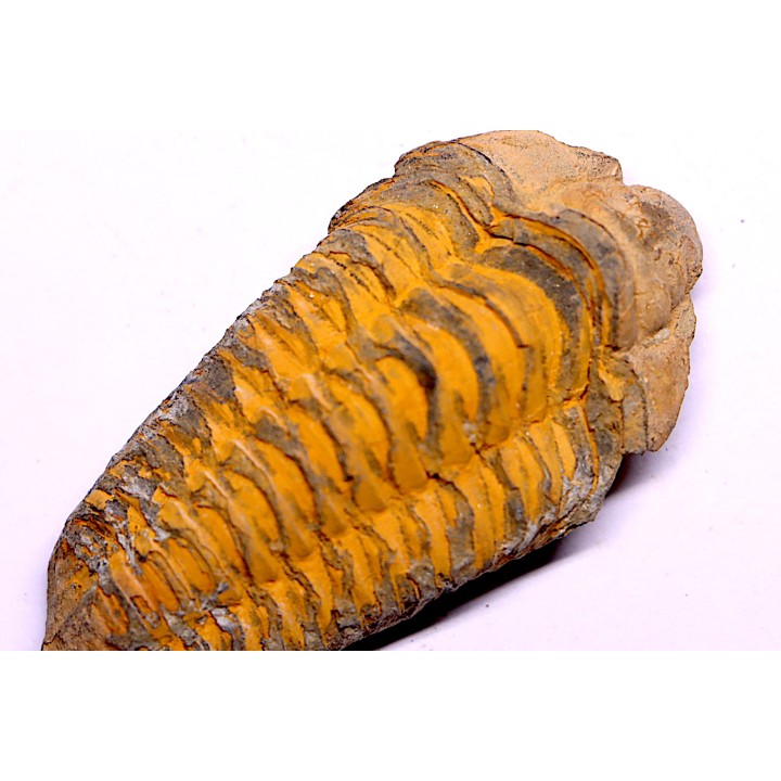 trilobite de Bretagne: Colpocoryphe Rouaulti - Llandelien - Laillé, Guichen (35) - FRANCE
