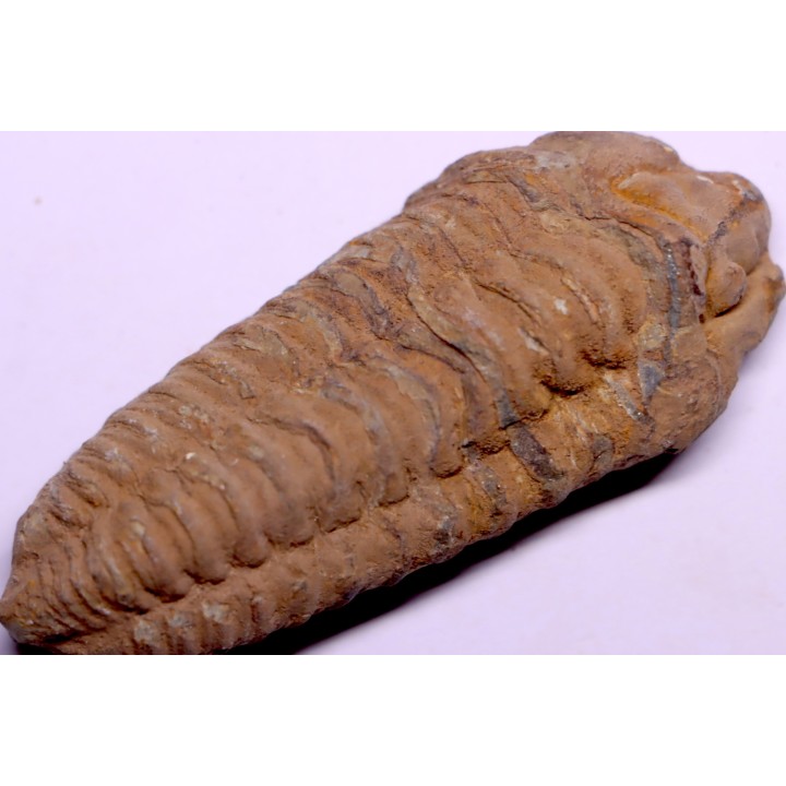 Colpocoryphe Rouaulti - Llandelien -  Britanny, FRANCE