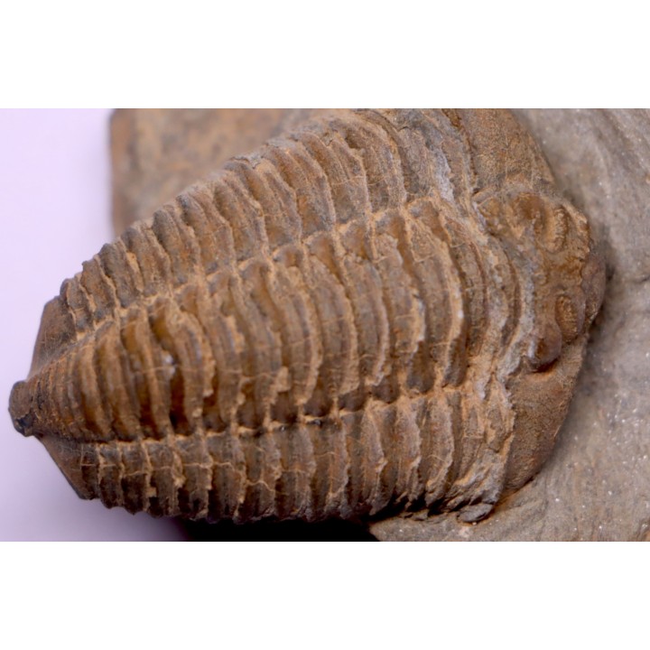 trilobite de Bretagne: Colpocoryphe Rouaulti - Llandelien - Laillé, Guichen (35) - FRANCE