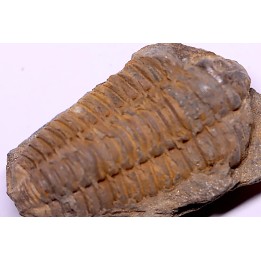 trilobite de Bretagne: Colpocoryphe Rouaulti - Llandelien - Laillé, Guichen (35) - FRANCE