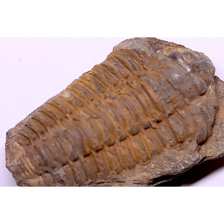 trilobite de Bretagne: Colpocoryphe Rouaulti - Llandelien - Laillé, Guichen (35) - FRANCE