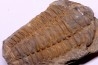 trilobite de Bretagne: Colpocoryphe Rouaulti - Llandelien - Laillé, Guichen (35) - FRANCE