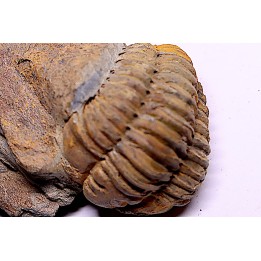 trilobite de Bretagne: Colpocoryphe Rouaulti - Llandelien - Laillé, Guichen (35) - FRANCE