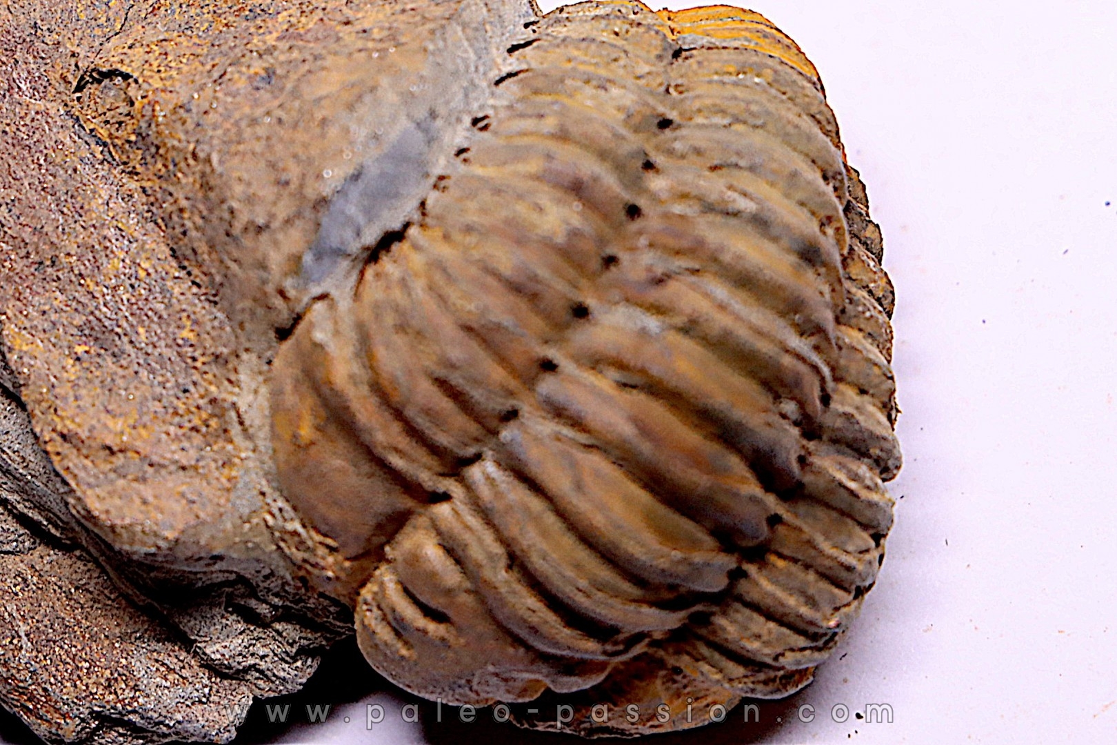 Colpocoryphe Rouaulti - Llandelien - Britanny, FRANCE