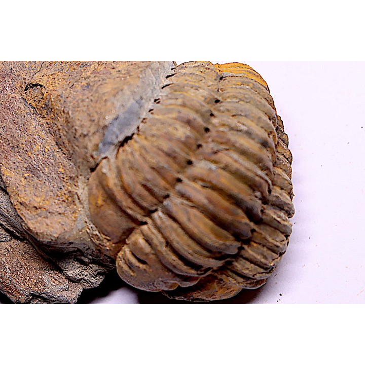 trilobite de Bretagne: Colpocoryphe Rouaulti - Llandelien - Laillé, Guichen (35) - FRANCE